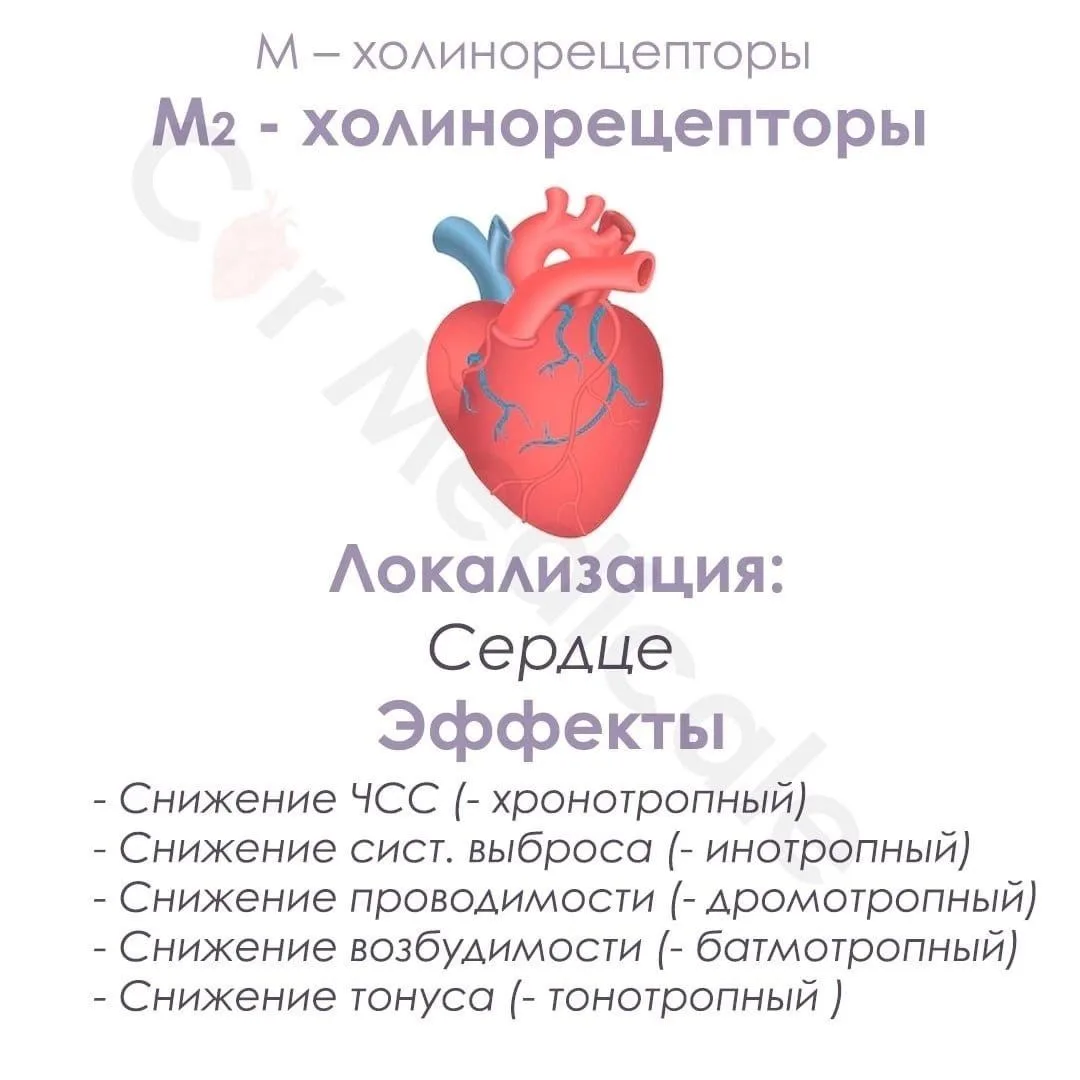 Холинорецепторы