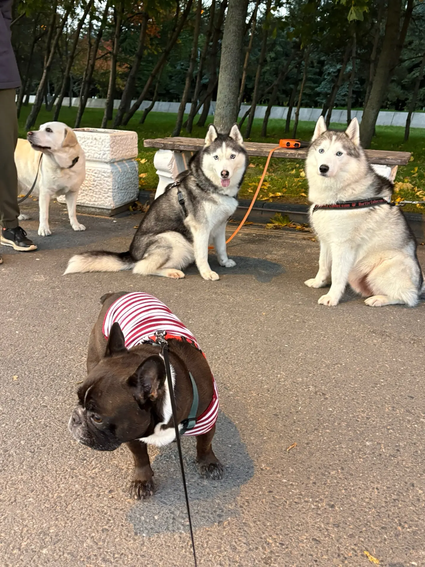 Тройняшки и Боня😀