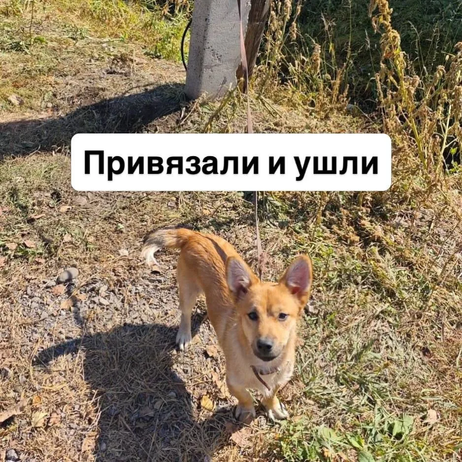 Выбросили собачонка, привязали к столбу на перекрестке, оставили корма и ушли. Ищем нов...