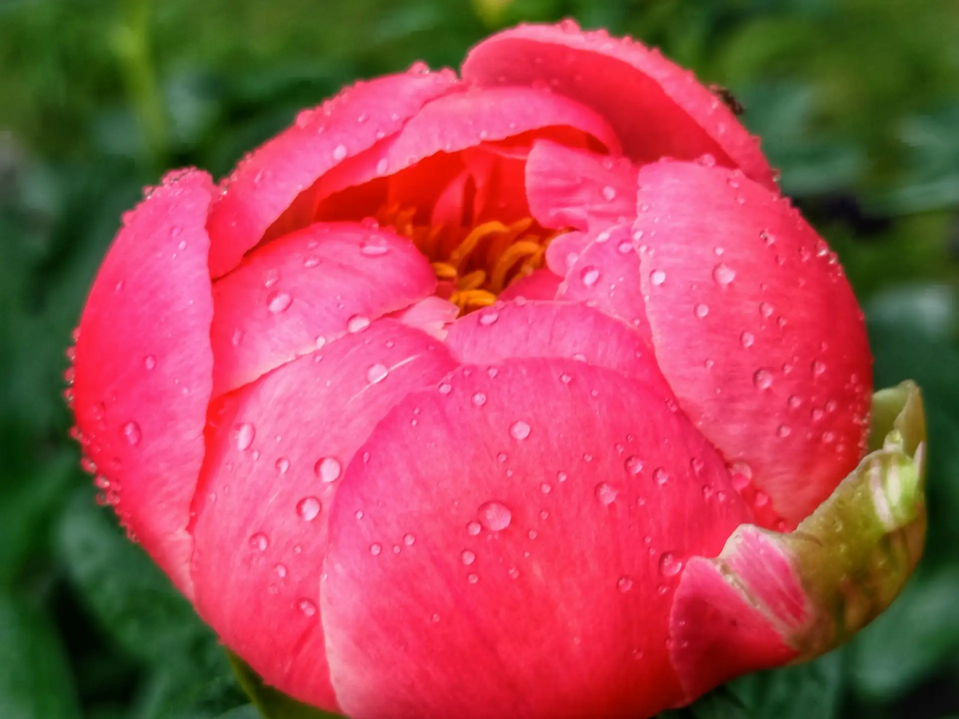 Что-то на цветочном 🌺🐝

Очаровательные снимки от Дмитрия Петренко