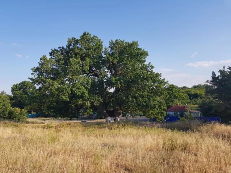 🌳 Наш 700-летний дуб из Фроловского района участвует в конкурсе «Российское дерево год...