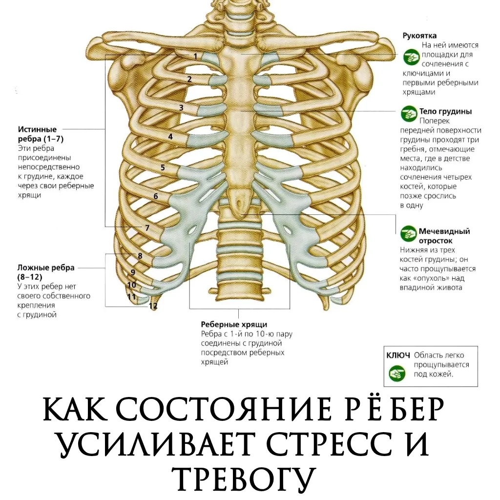 Как состояние рёбер усиливает стресс и тревогу