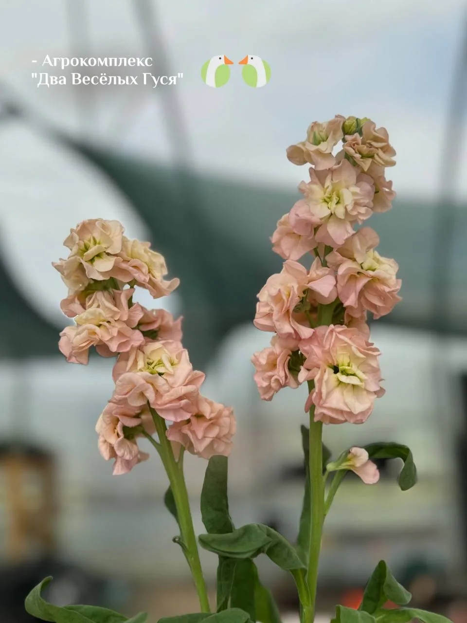🌸 Совсем скоро в продаже — нежно-розовая маттиола.