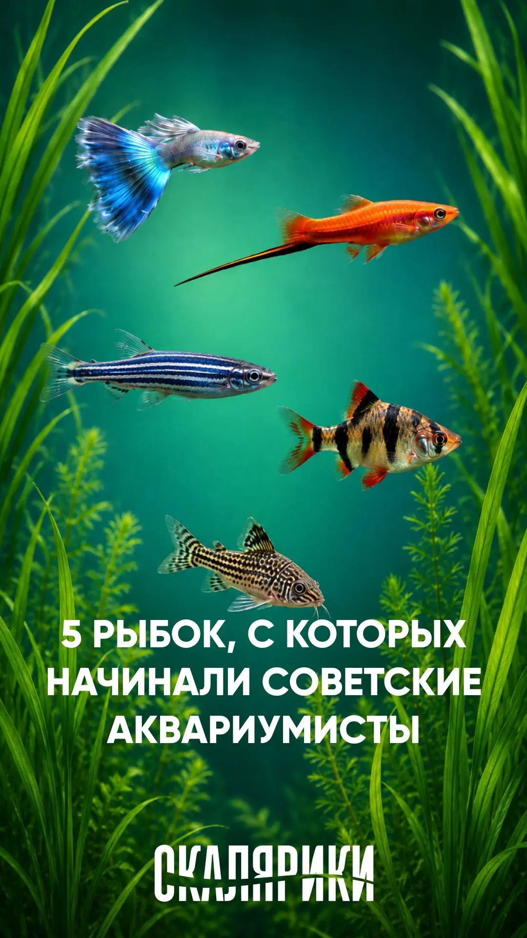 А какая рыбка была первой у вас?