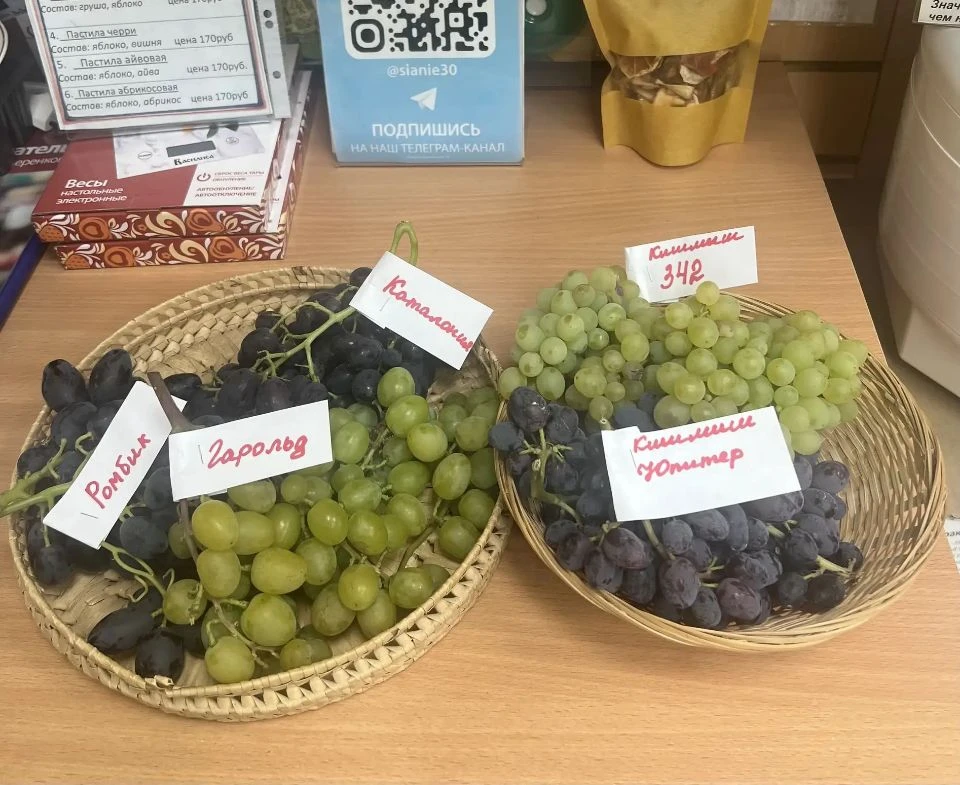 Поспели самые ранние сорта винограда 🍇 🎉❗

🚀Ромбик, 
🚀Каталония,
🚀Гарольд, 
🚀Кишмиш Юпитер, 
�