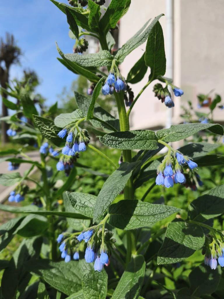 Май, пожалуй, самый красивый месяц.. Яркая свежая зелень, благоухающие цветы, пение птиц 🥰