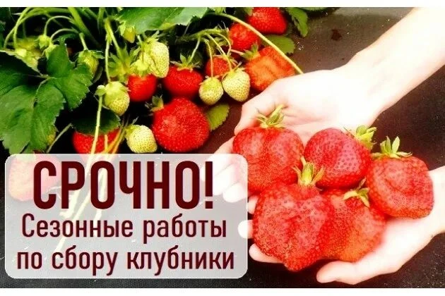 💢Требуется сборщики  клубники / сборщики урожая на вахту с проживанием и питанием  

🎯Адрес : Липе