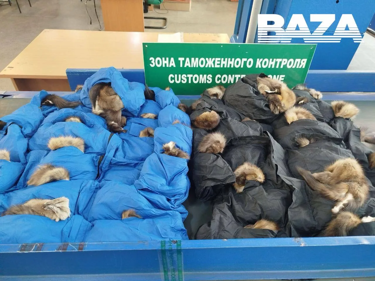 Более 700 шкурок соболя и куницы спрятали в подкладку зимних курток и пытались отправить в Китай.  В