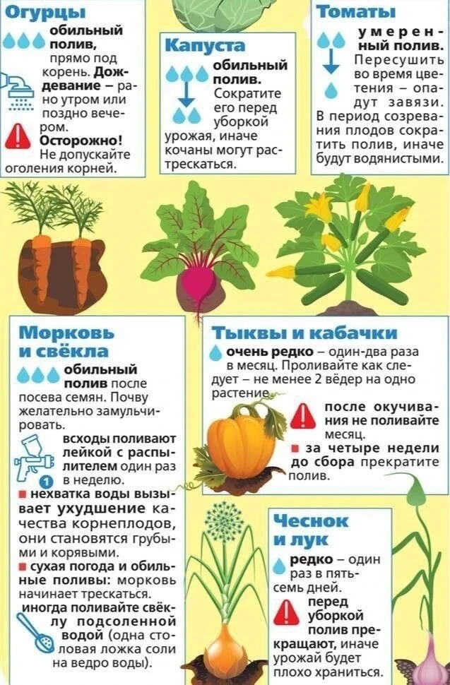 Памятка по поливу овощей💦

Шпаргалка с правилами полива для популярного огорода: от обильного подко