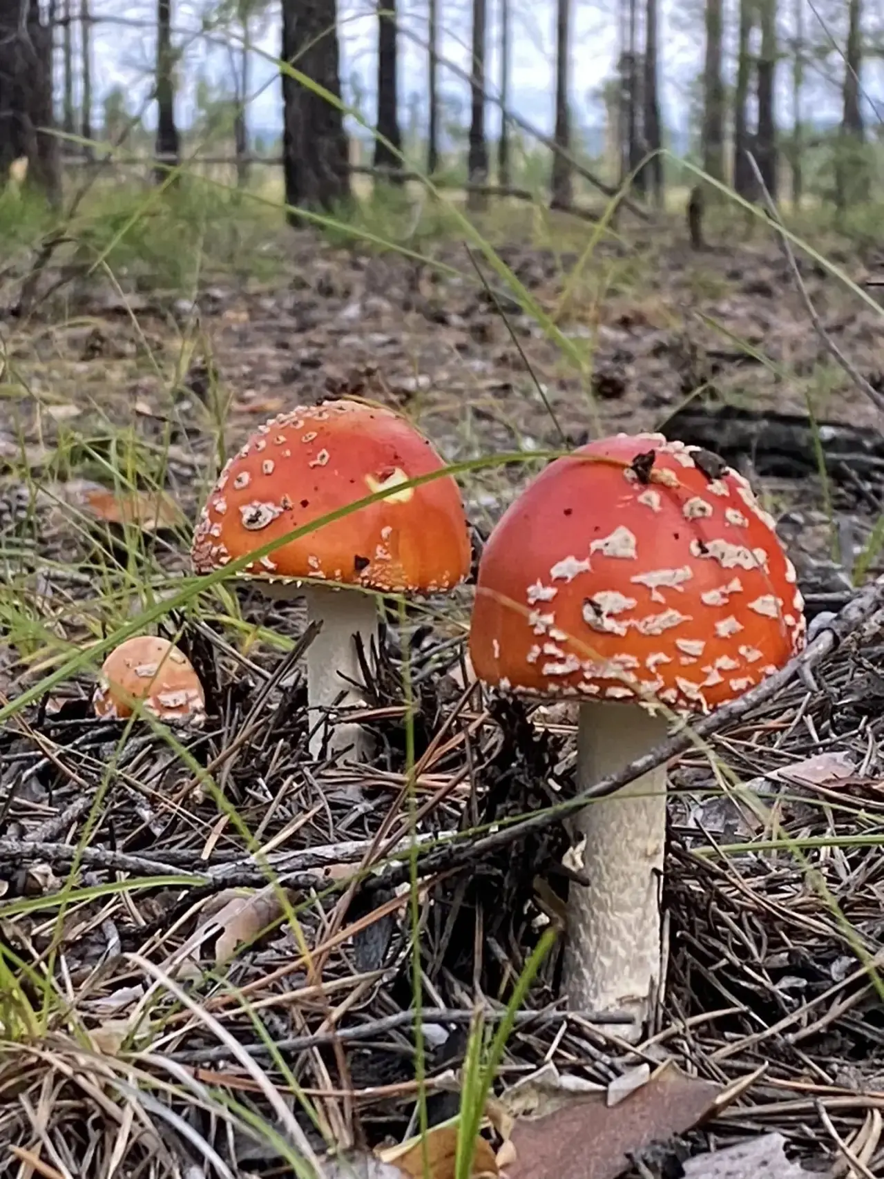 🍄 «Лесные прогулки»