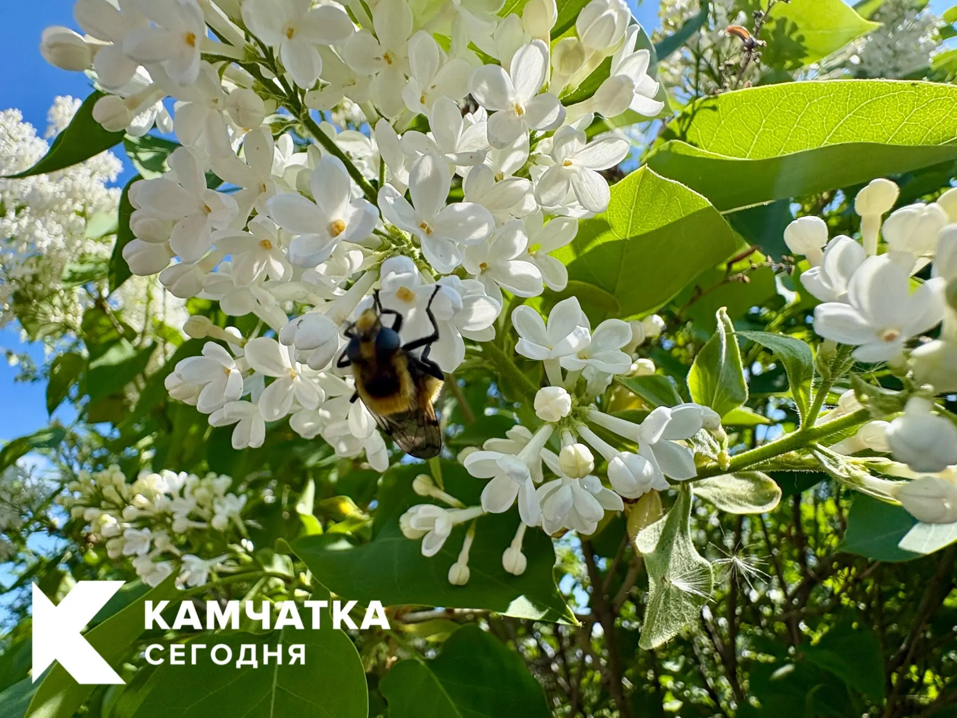 🐝 Доброе утро, Камчатка!

Если даже шмель с утра нашёл силы взяться за работу, то и мы как-нибудь с