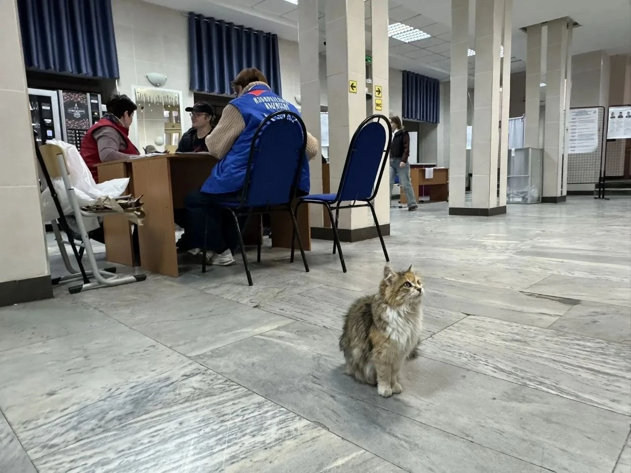 Ни одна мышь не проскользнет мимо бдительного наблюдателя на избирательном участке в ОД...