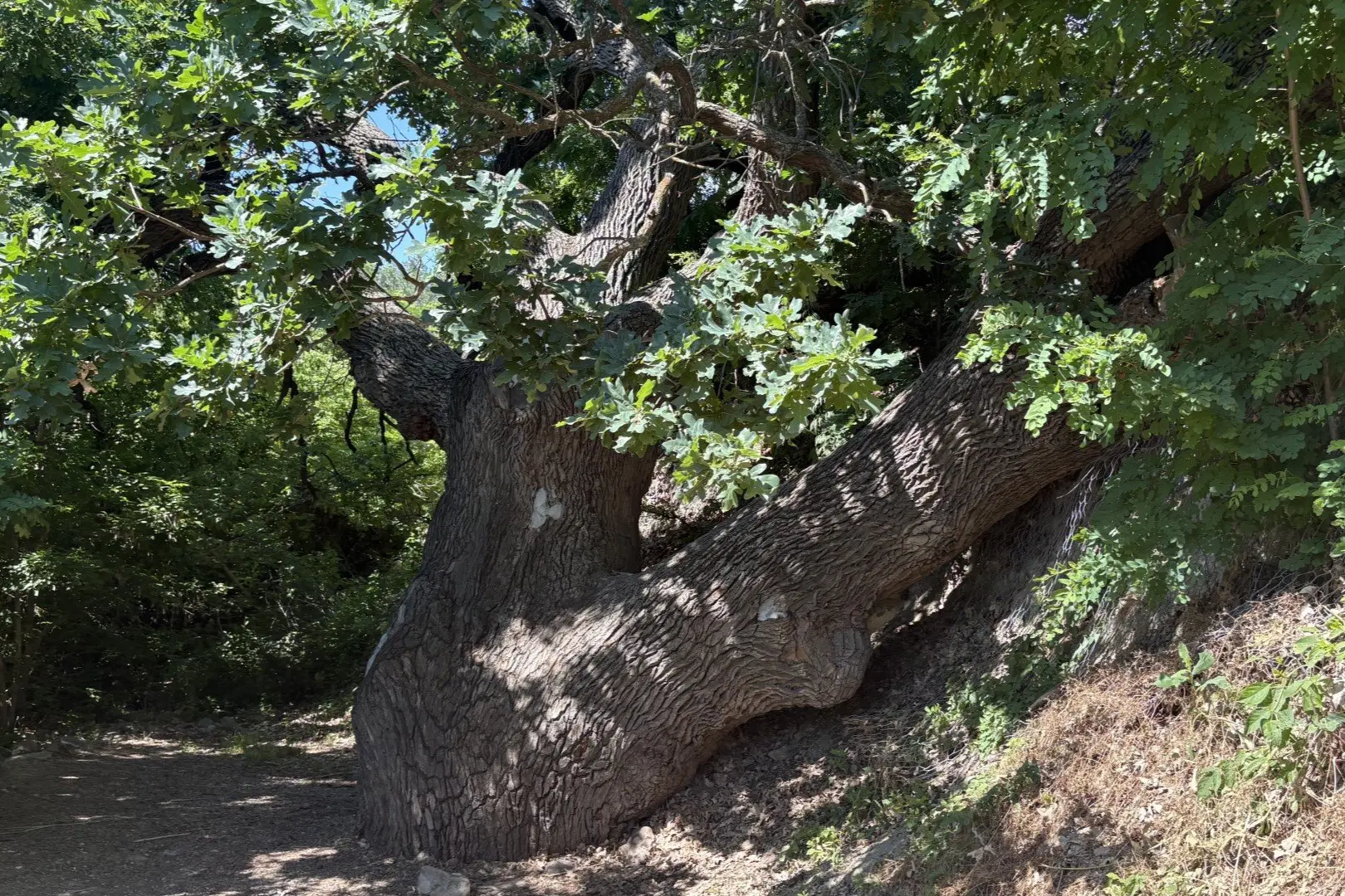 🌳 Легендарный Дуб-Патриарх в Дубовке здоров и даёт потомство.

Специалисты Волгоградского ботаничес
