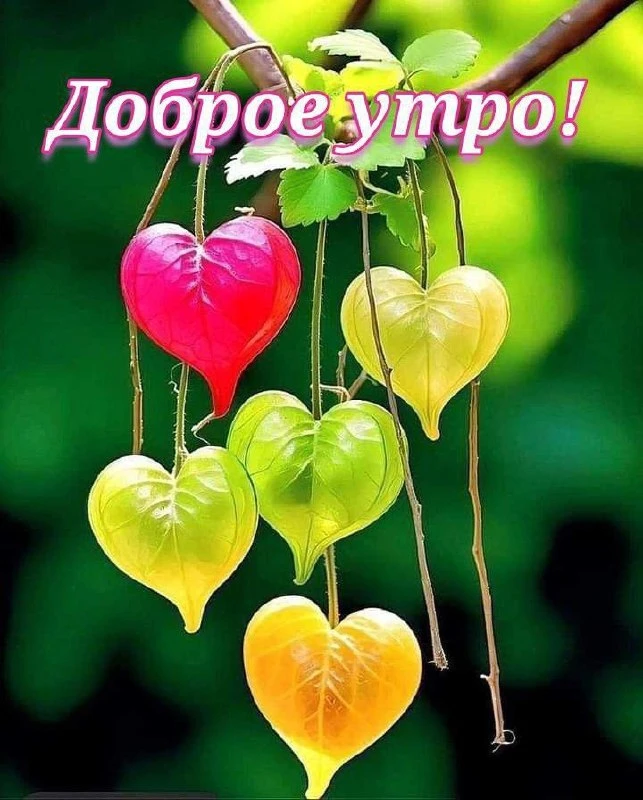 🌿💛❤️🌿💛❤️🌿💛❤️

Чудесный мир, прекрасный день,
Желаю счастья я весь день,
Пусть все дела пройдут