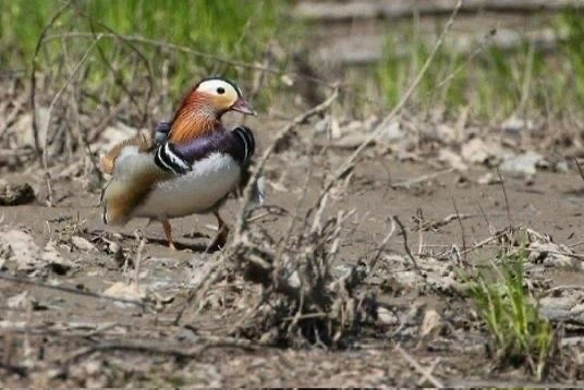 🦆 Утиная идиллия: мандаринки возвращаются в Приамурье 

Популяция редких уток выросла на сотню пар: