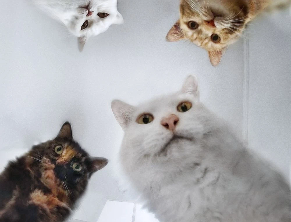 🐾 Ищем пушистых звёзд 🐱