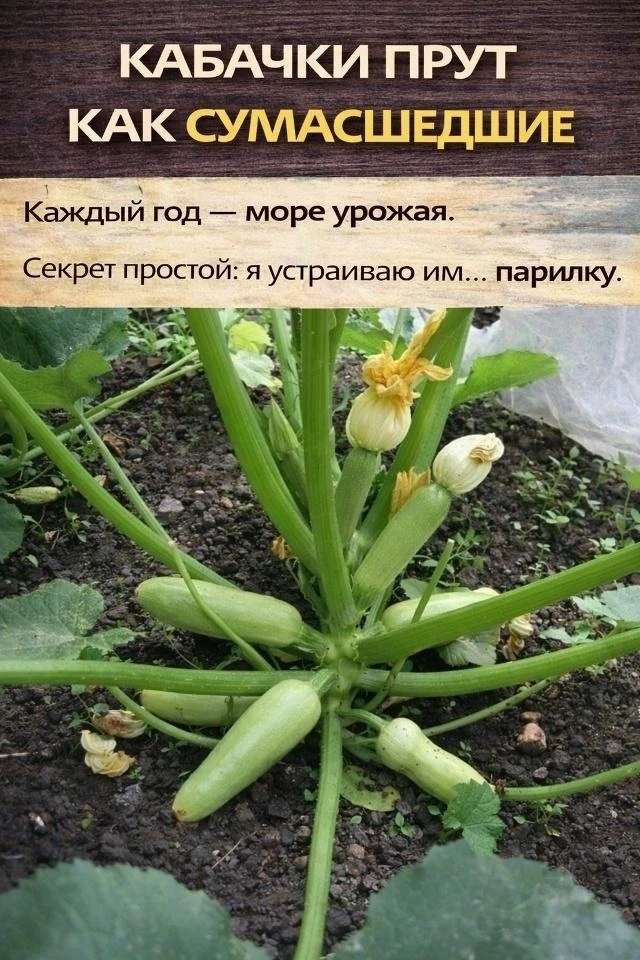 ХОТИТЕ СОБИРАТЬ КАБАЧКИ МЕШКАМИ? 😳
Создайте им настоящую баню!

По краям грядки ставлю кирпичи, све