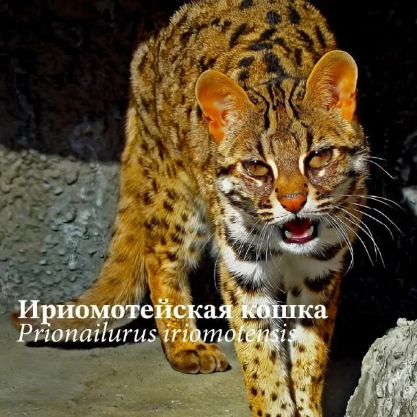 Ириомотейская кошка