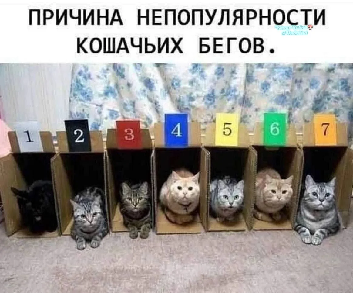 Сами бегите коль дурные. А мы ждем. Несите рыбов и курочков