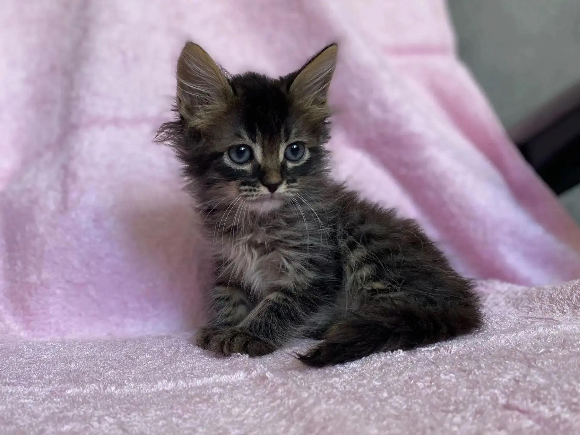 Что нужно котенку для счастья? Немного любви и мисочка еды. Что нужно для счастья челов...