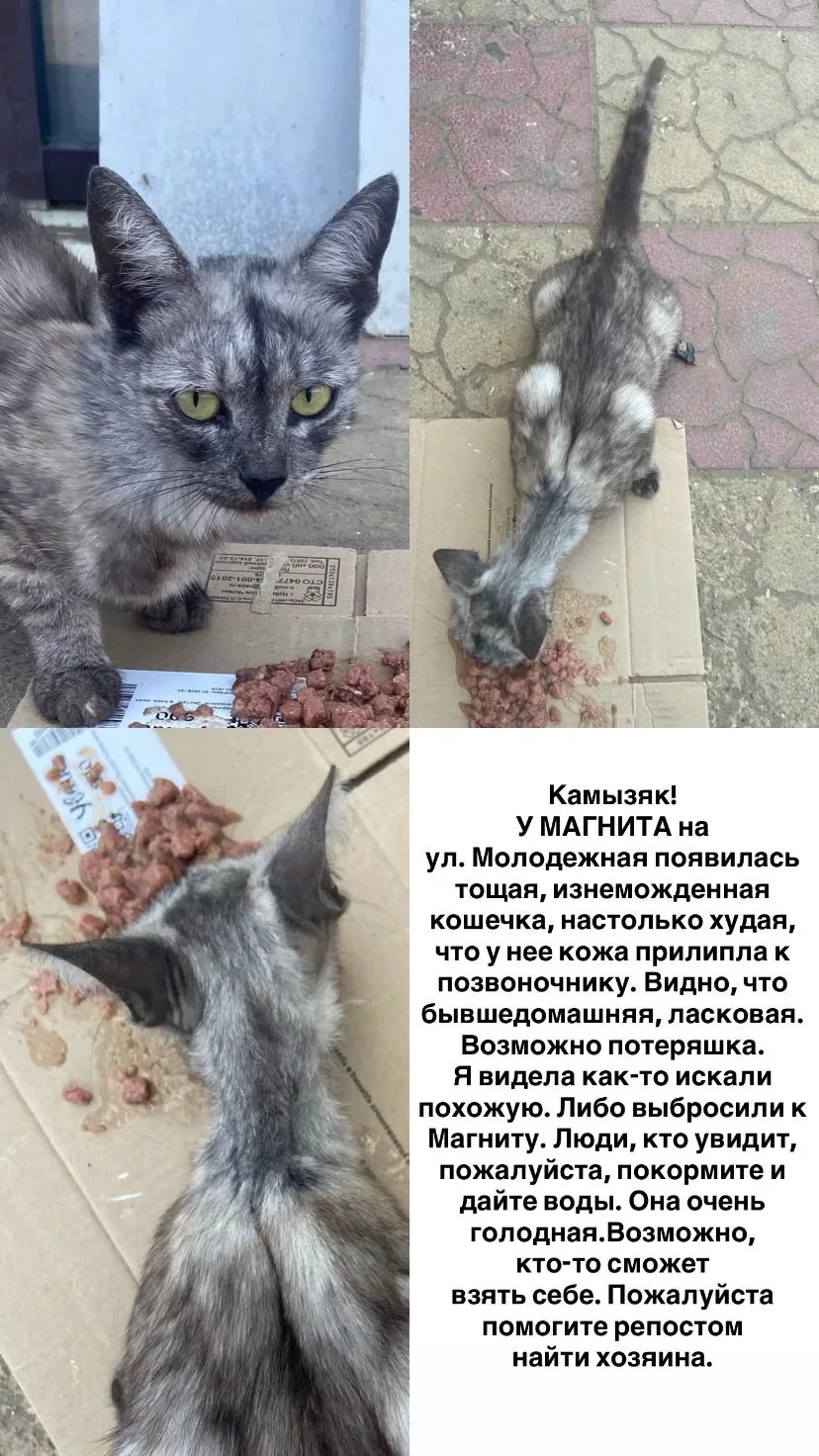 Может кто ищет эту кошку или готов приютить? 

__
Мы в Max — max.ru/channel_kamyzyak_podslushano