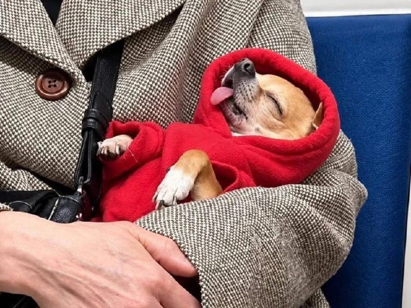 😅 Самый уставший пассажир московского метро найден