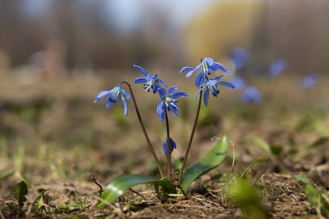 🌸 Весна возвращается в Митинский парк после апрельских холодов   Природа постепенно просыпается: поя