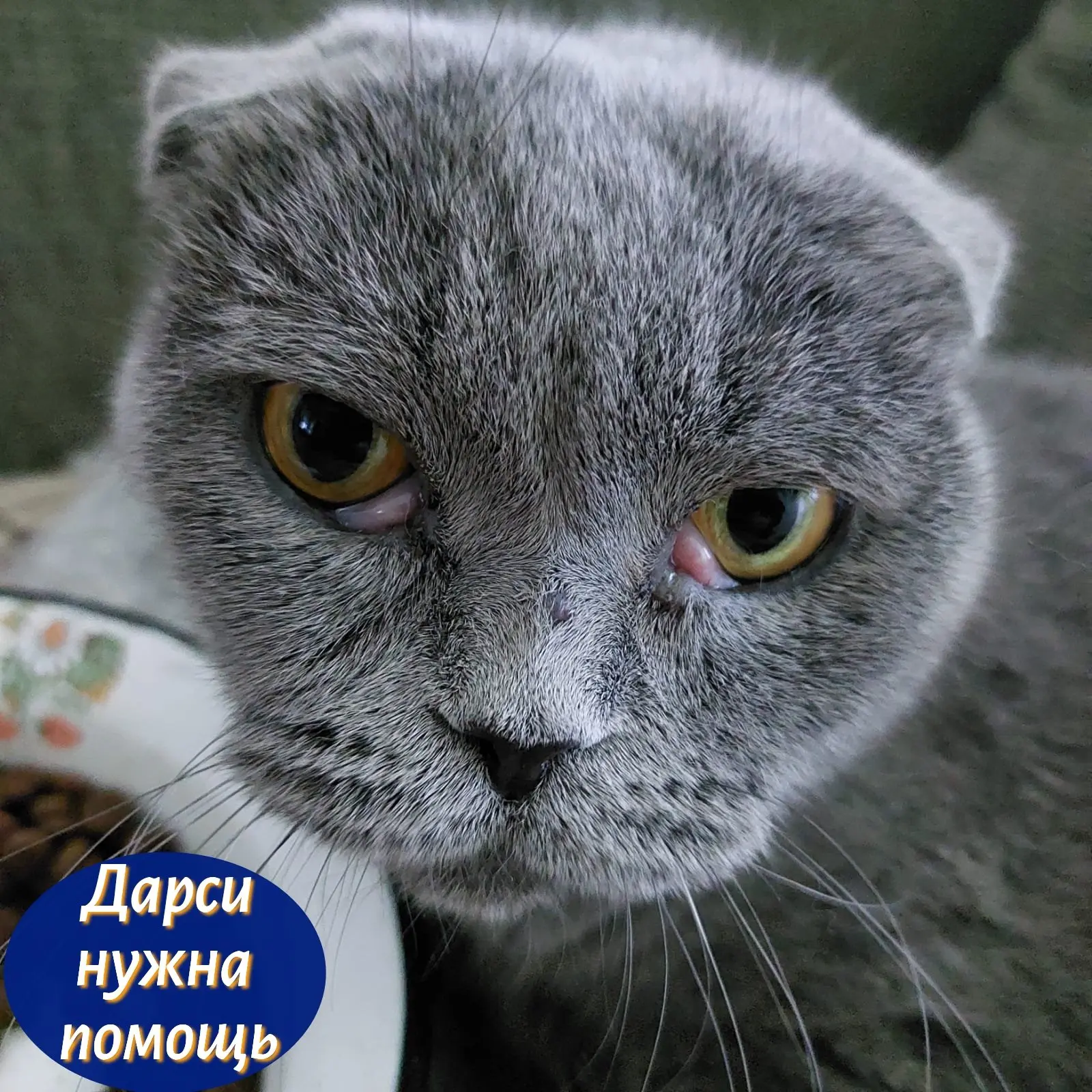 Когда-то Дарси была домашней кошечкой. Но люди, которым она доверяла, просто бросили её...