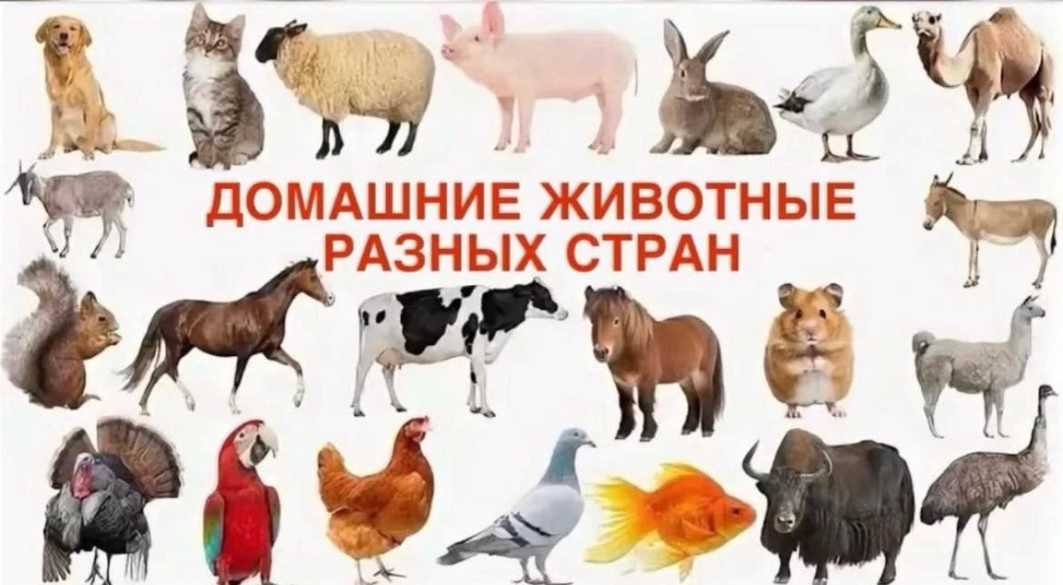 «Домашние животные разных стран»