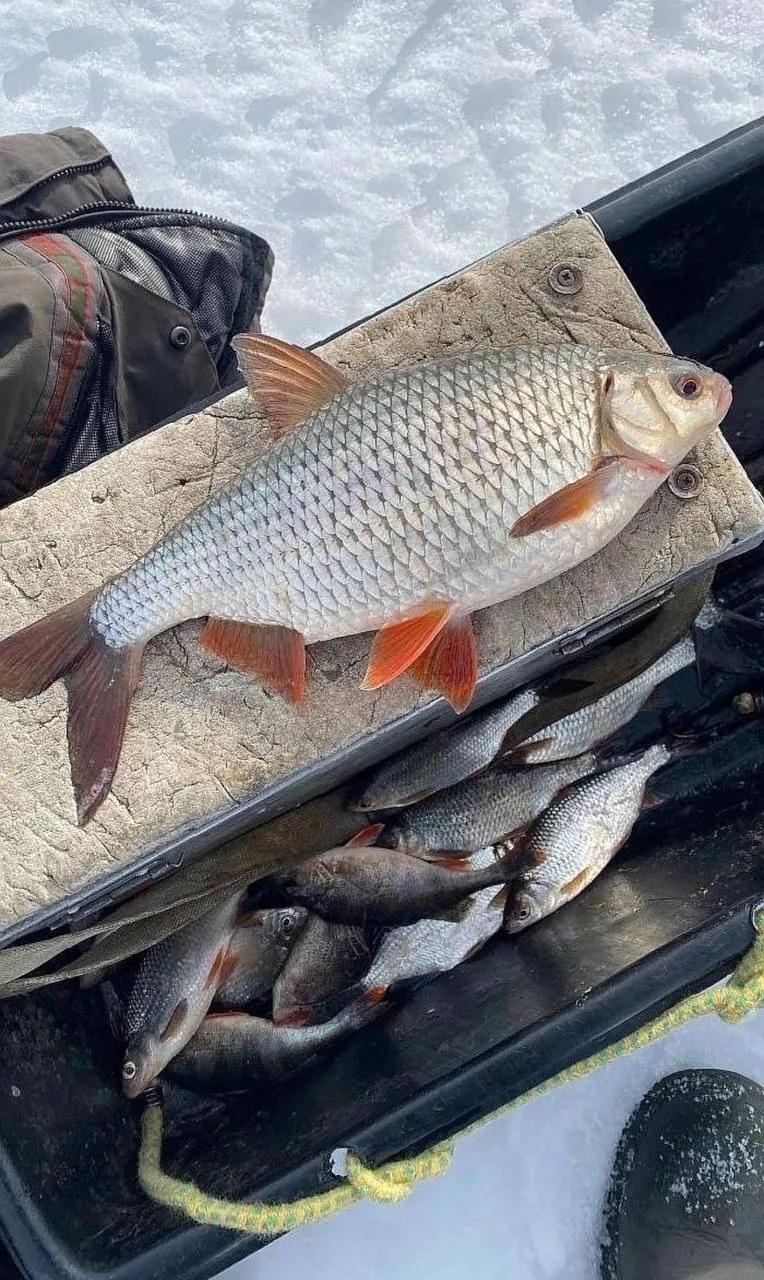 Рыбалка на Маныче продолжает радовать рыбаков 🐠 размер внушительный 😀   Делитесь своими уловами!  📩 