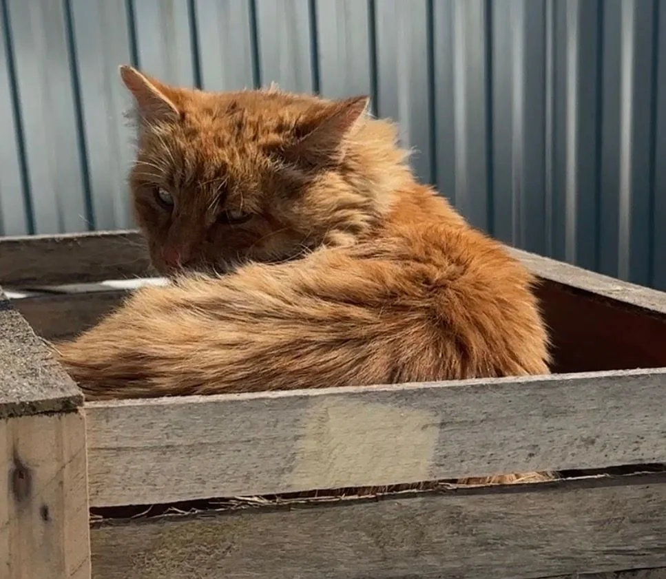 Всем привет, на манеже всё те же! Бася на связи! 🐾
Учёные выяснили, что домашние кошки умеют отлича