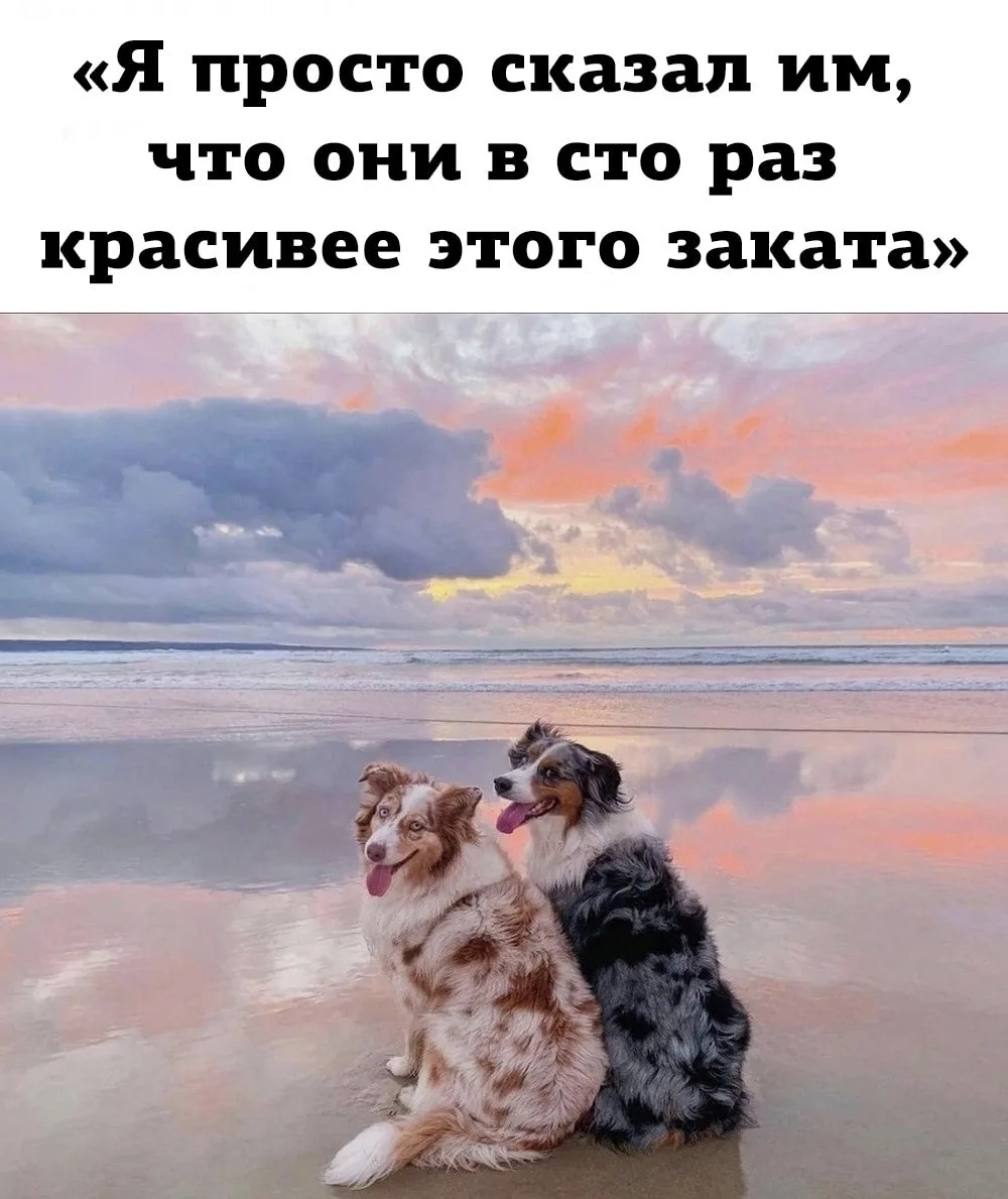 ⚡ ⚡️breedsinfo ⚡️dogmem