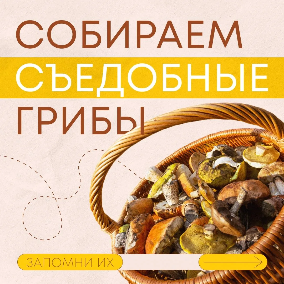 🍄‍🟫 Объявляем сбор юных грибников!

Перед походом в лес важно знать, как выглядят съедобные грибы,