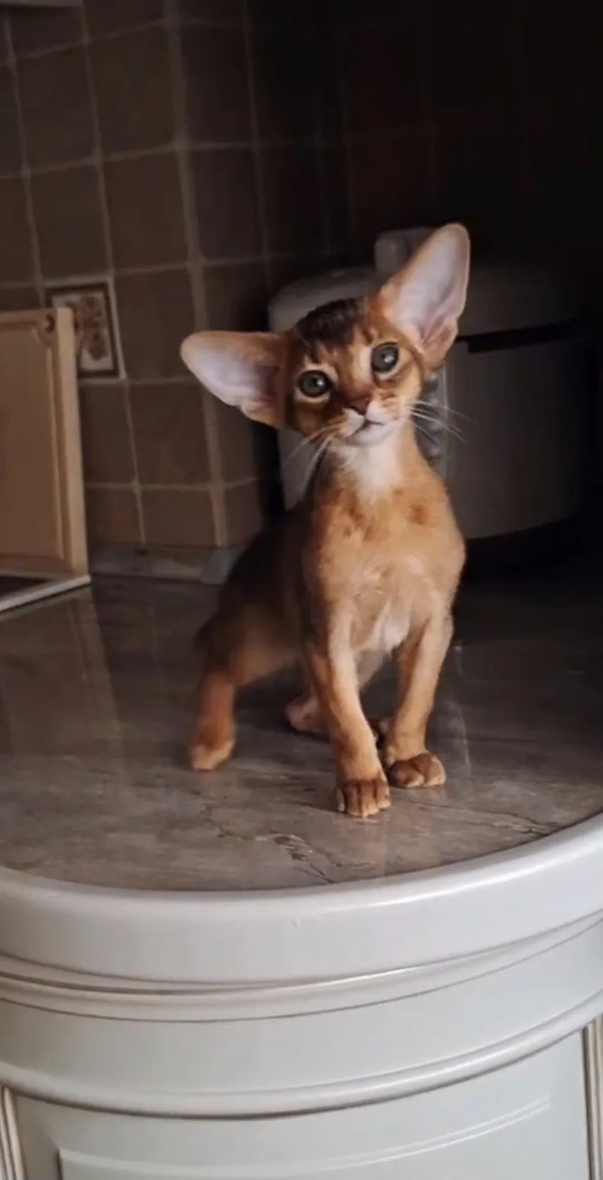 🧡 Питомник Абиссинских кошек Savage"Ru 🧡