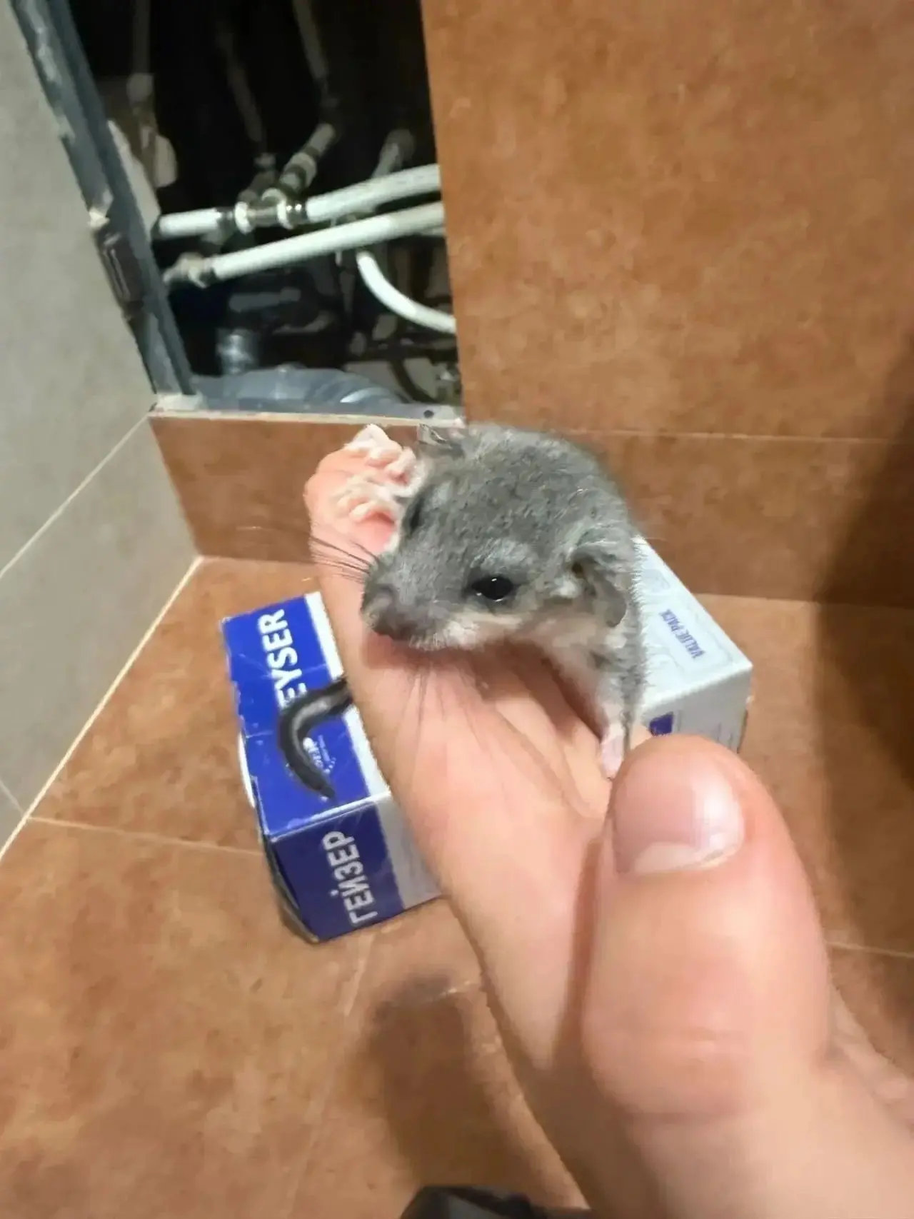 🐭 Самарцы начали забирать домой... диких животных