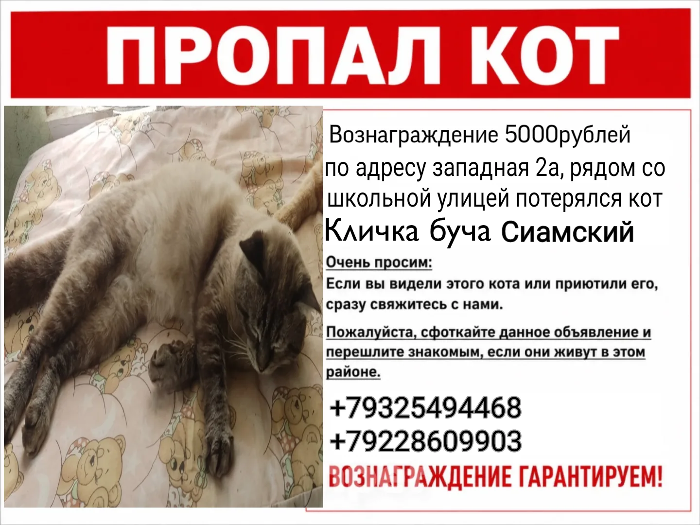 Пропал кот по кличке буча в Черкассах на улице западная, рядом со школьной улицей, очен...