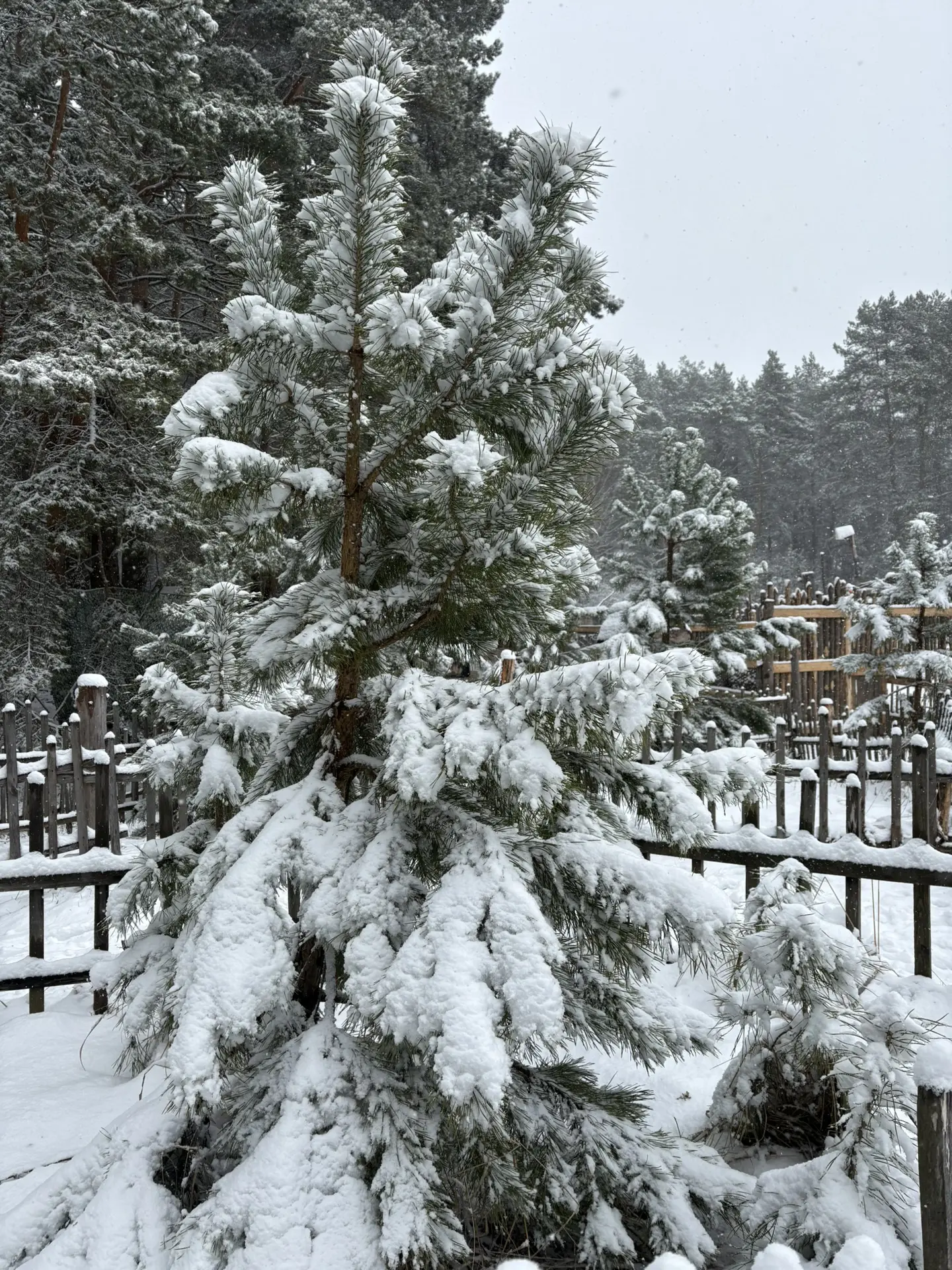 ❄️ Апрельский снежок !