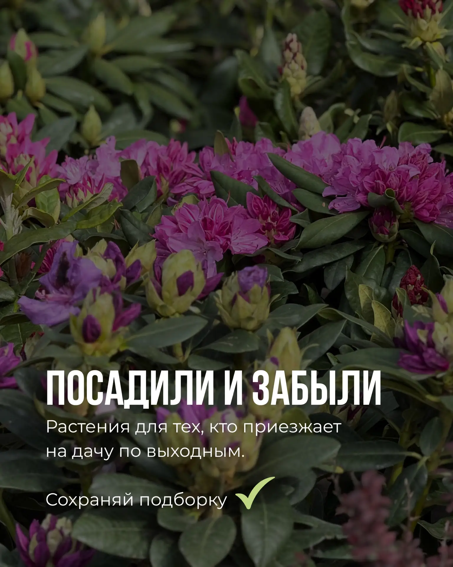 Не у всех есть возможность проводить на участке каждый день. И это нормально👏🏻