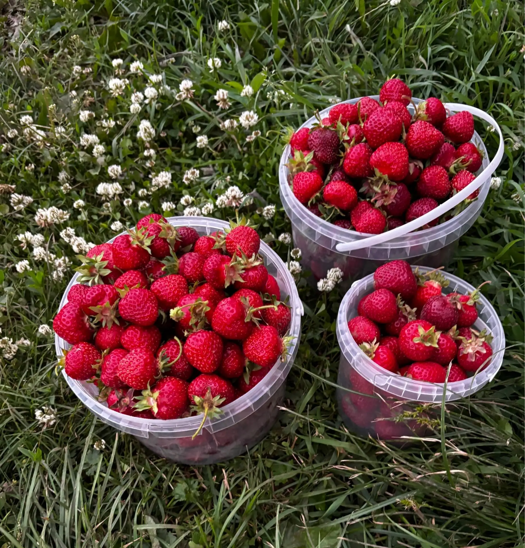 🍓 Идём за клубничным настроением