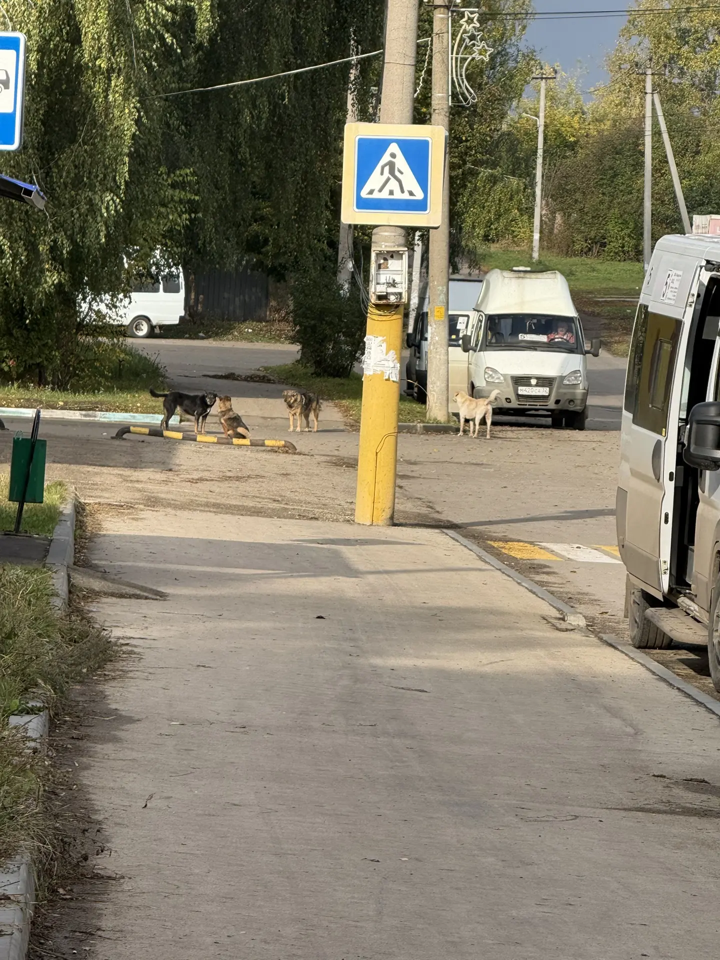 А наши четвероногие ути-путички снова терроризируют ул. Менделеева, только теперь в рай...