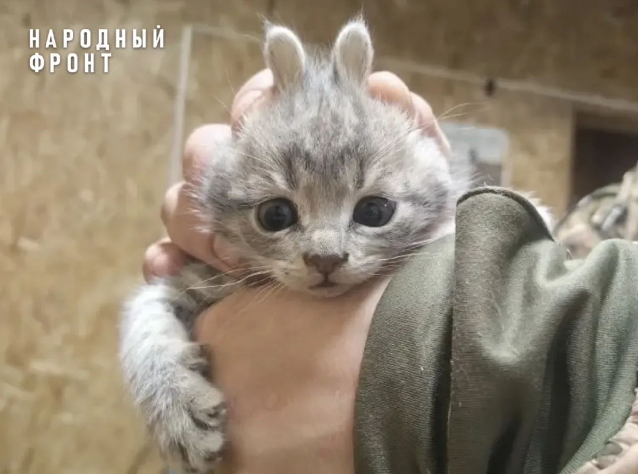 Пасхальный "кролик"в блиндаже!