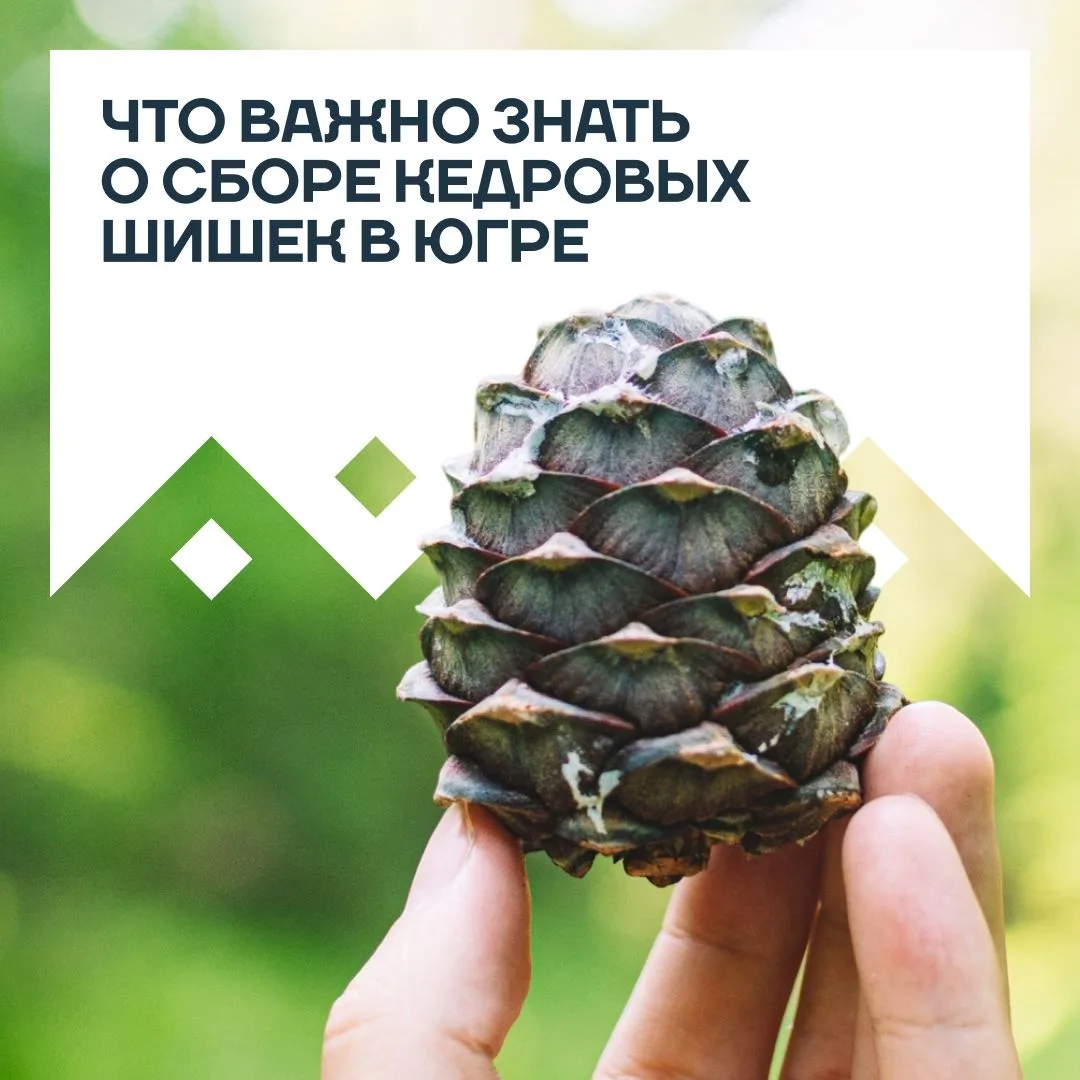 Летом леса Югры дарят нам ягоды, грибы и, конечно, кедровые орехи. Однако одно дело — бережно относи