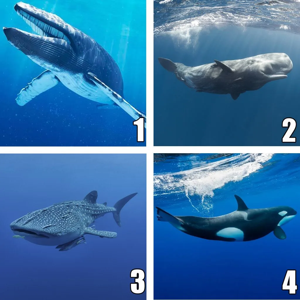 Какое фото лишнее?