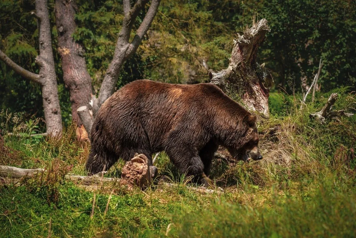 🐻 В Новосибирской области отстреливают медведей по 44 приказам