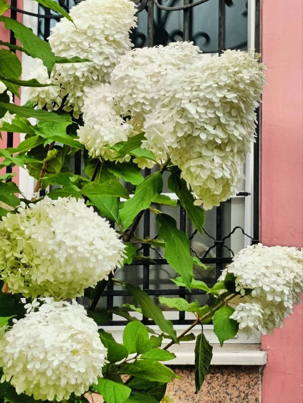 Неотразимые гортензии в Иркутске - сезон в самом разгаре 😍