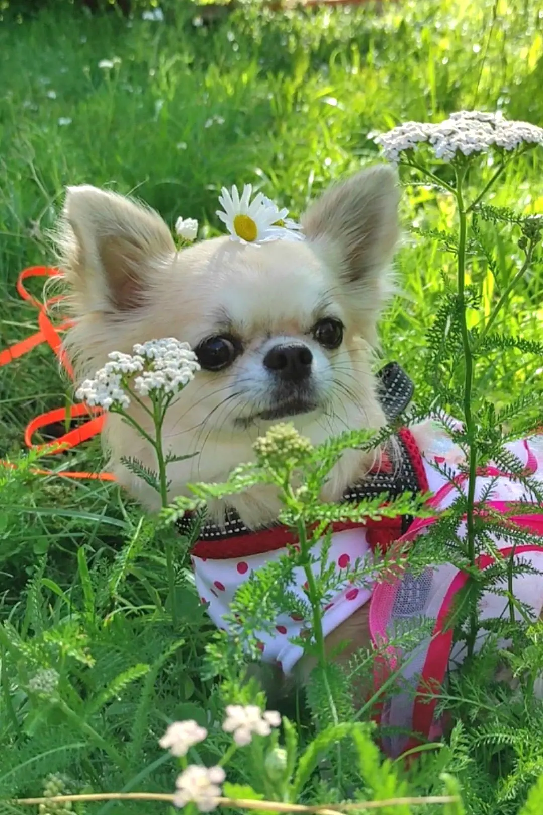 #ЧихоТоеРифмочки

Солнце припекает,☀️
Снова на лужайке🐾
Радостно гуляет☺️
Маленькая зайка.🐶