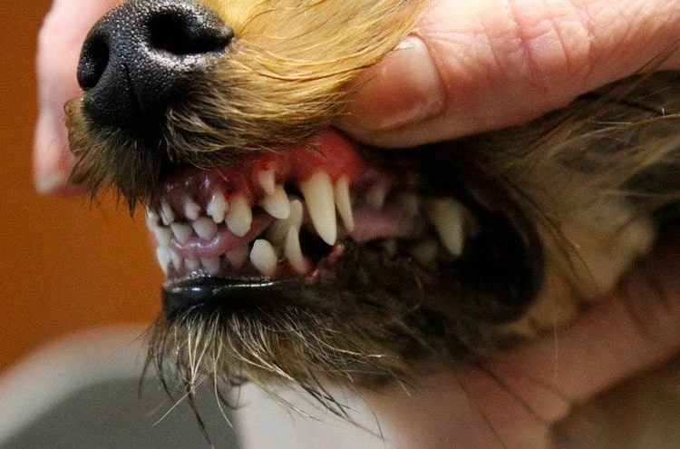 ⚡мутации ⚡  аномалии ⚡️breedsinfo ⚡️dogmem