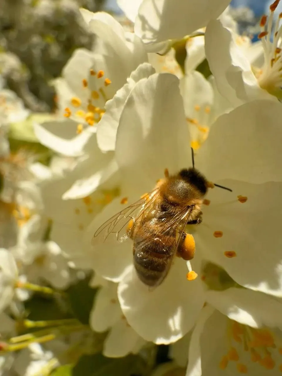 🐝 Пчёлы умеют танцевать