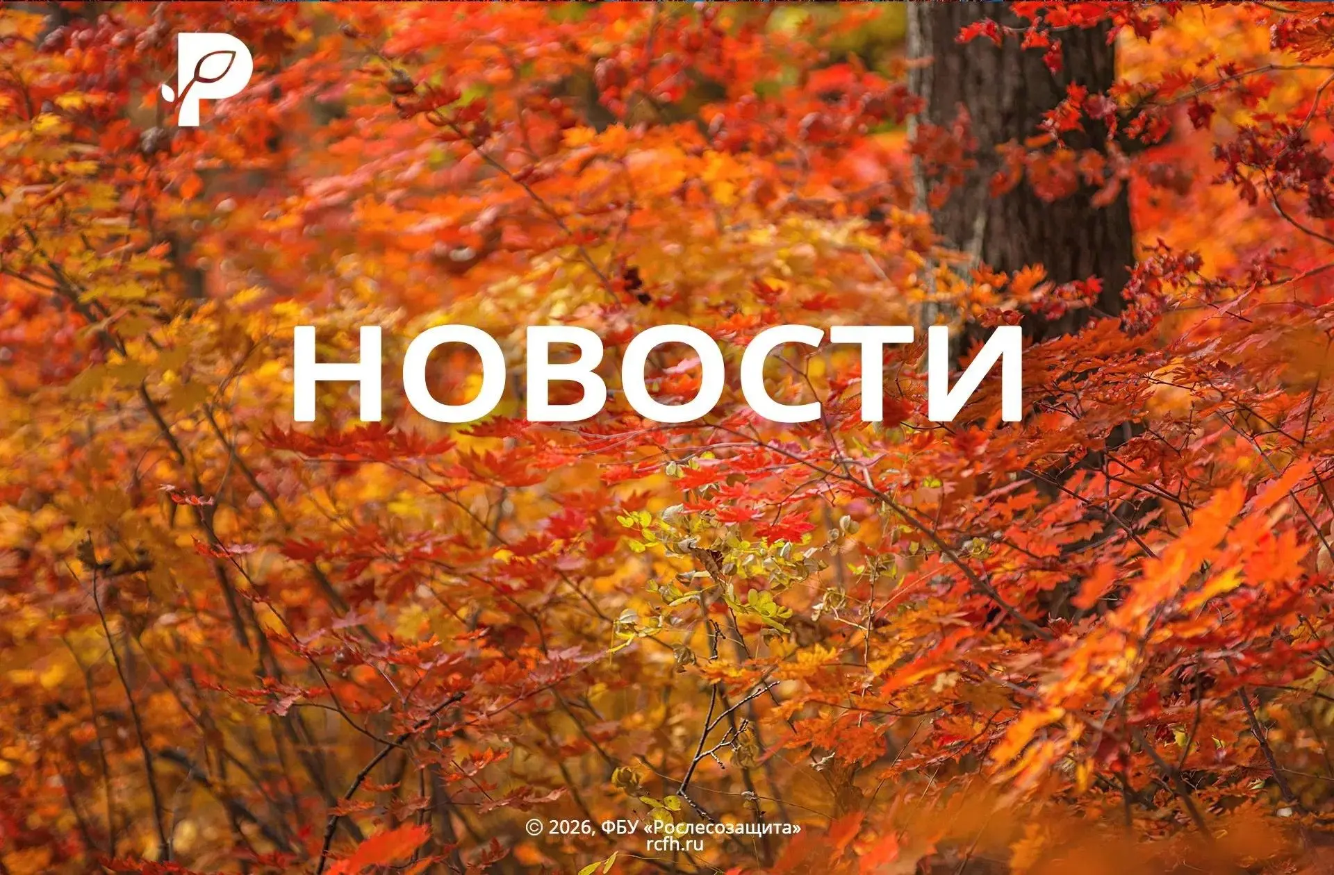 🟢 В Забайкальском крае для восстановления лесов высаживают абрикосы
