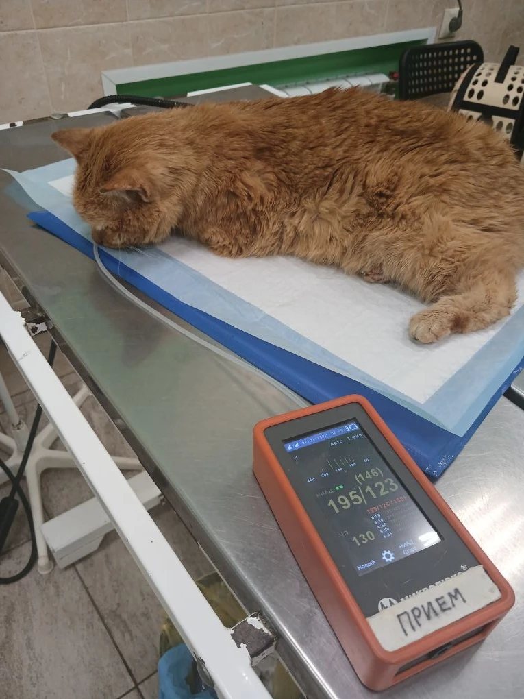 Сегодня в нашем приюте очень грустные котохроники...